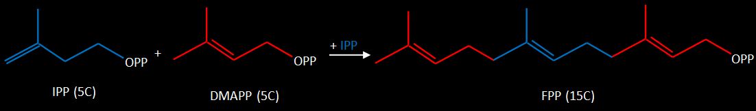 Formao do Farnesil Pirofosfato (FPP)