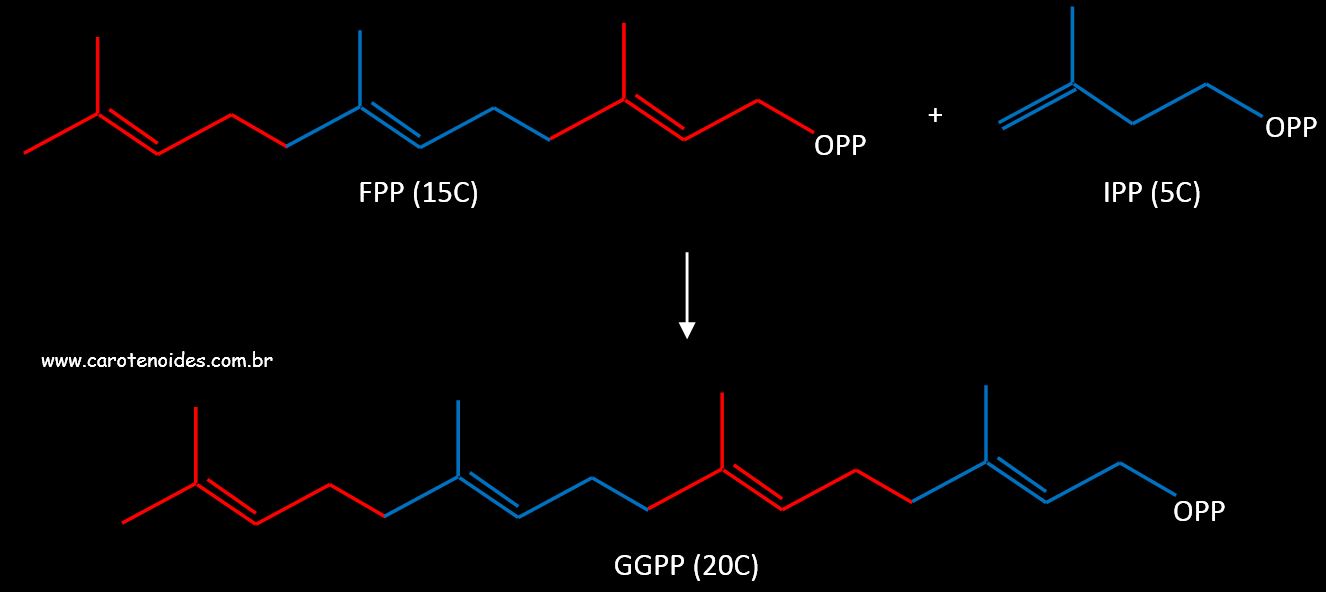 Formao do Geranilgeranil Pirofosfato (GGPP)