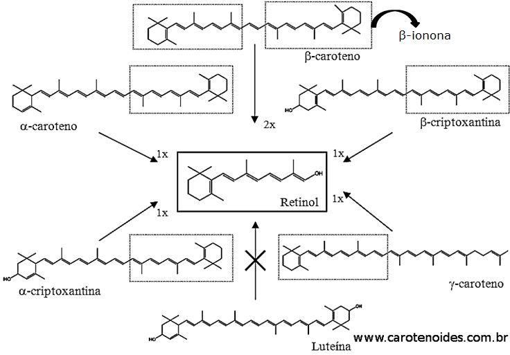 A converso de Carotenoides em Vitamina A