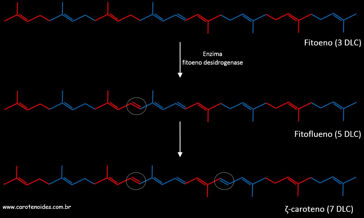 Formao do carotenoide zeta-caroteno a partir do Fitoeno