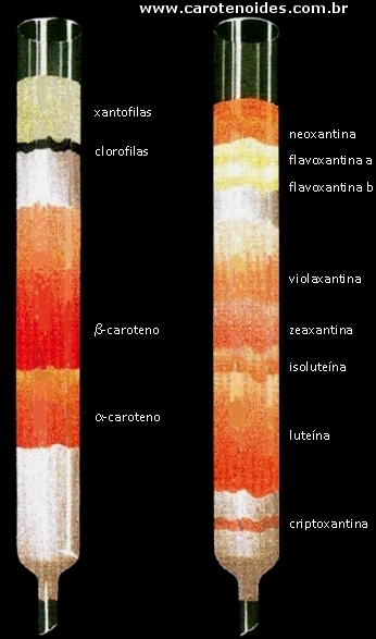 Separao de carotenoides em Coluna aberta